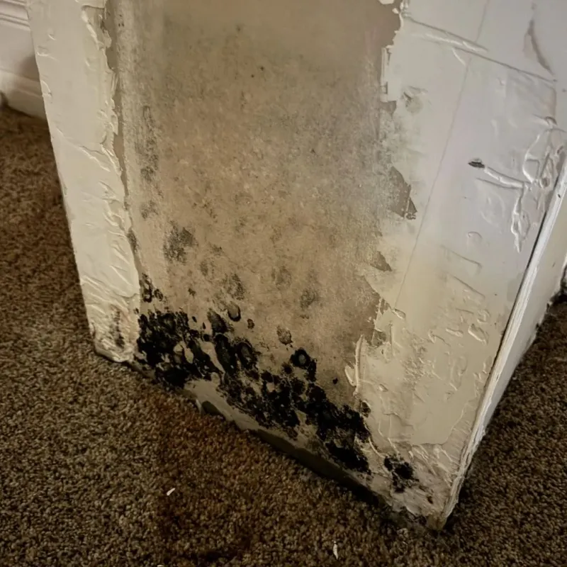 Professional Mold Removal in Sharonville, OH